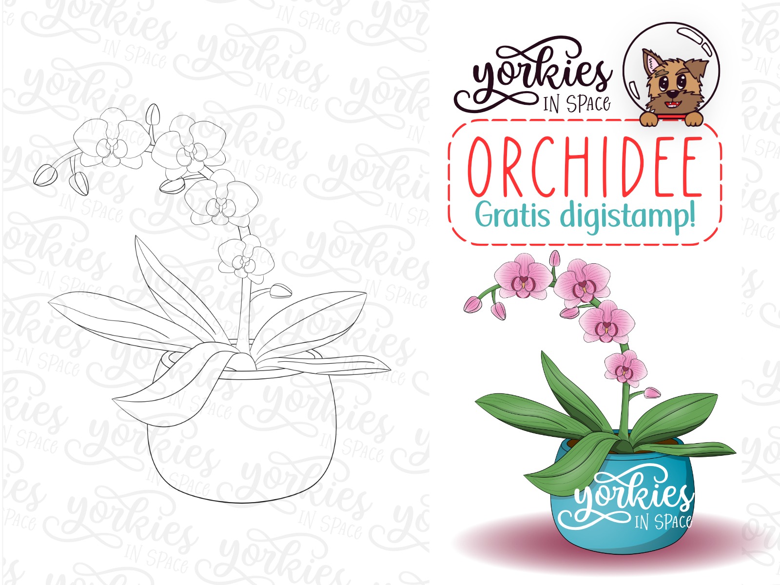 Orchidee – gratis digistamp voor moederdag